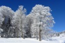 Ebenwald-Winter-2013-103.jpg