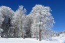 Filename=Ebenwald-Winter-2013-103.jpg
Filesize=224KB
Dimensions=800x533
Date added=Jan 27, 2013 Ebenwald-Winter-2013-103.jpg