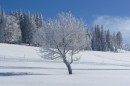 Ebenwald-Winter-2013-107.jpg