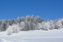 Filename=Ebenwald-Winter-2013-110.jpg
Filesize=203KB
Dimensions=800x533
Date added=Jan 27, 2013 Ebenwald-Winter-2013-110.jpg