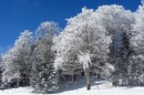 Filename=Ebenwald-Winter-2013-111.jpg
Filesize=241KB
Dimensions=800x533
Date added=Jan 27, 2013 Ebenwald-Winter-2013-111.jpg