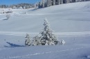 Filename=Ebenwald-Winter-2013-114.jpg
Filesize=223KB
Dimensions=800x533
Date added=Jan 27, 2013 Ebenwald-Winter-2013-114.jpg