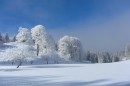 Filename=Ebenwald-Winter-2013-130.jpg
Filesize=288KB
Dimensions=800x533
Date added=Jan 27, 2013 Ebenwald-Winter-2013-130.jpg