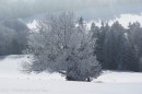 Ebenwald-Winter-2013-138.jpg