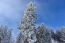 Ebenwald-Winter-2013-139.jpg