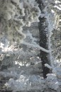 Ebenwald-Winter-2013-148.jpg