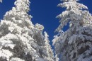 Ebenwald-Winter-2013-189.jpg