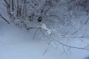 Ebenwald-Winter-2013-224.jpg