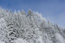 Ebenwald-Winter-2013-25.jpg