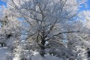 Ebenwald-Winter-2013-66.jpg
