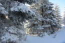 Ebenwald-Winter-2013-67.jpg