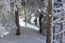 Ebenwald-Winter-2013-73.jpg